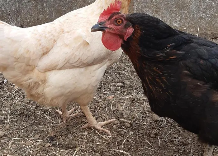 Casa Lagoas Bragança